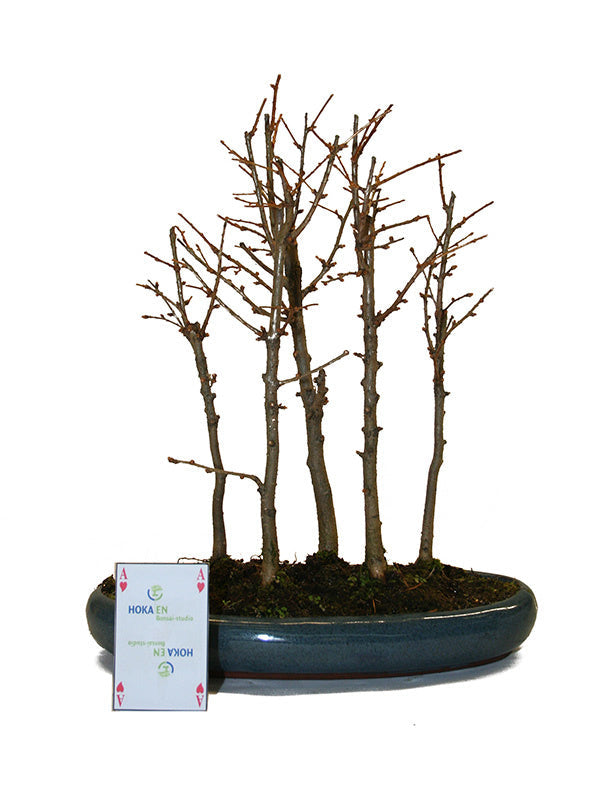 Bonsaï d'extérieur Pseudolarix amabilis pot ovale bleu forêt 29 cm