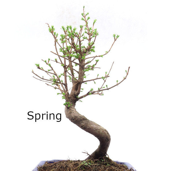 Bonsaï d'extérieur Metasequoia, pot rectangulaire bleu 20 cm, hauteur 40 cm