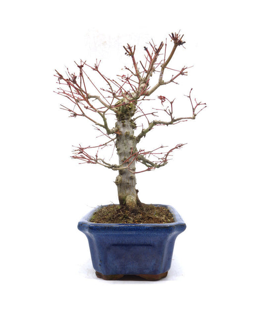 Bonsaï d'extérieur Acer palmatum pot Mokko bleu 21 cm, hauteur 36 cm