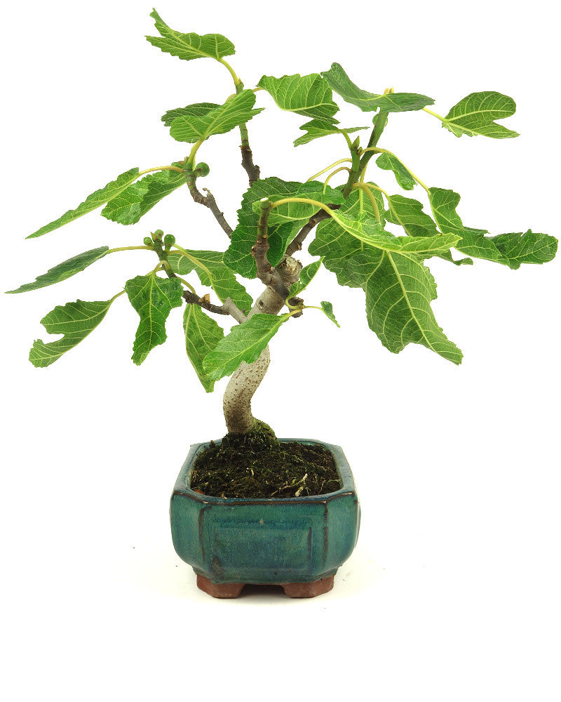 Bonsaï d'extérieur Ficus carica pot vert Mokko 15 cm, hauteur 36 cm