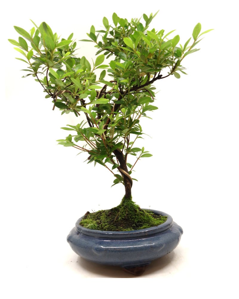 Rhododendron bonsaï d'extérieur rond bleu 20 cm