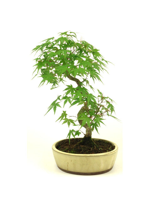 Bonsaï d'extérieur Acer palmatum pot ovale crème 20 cm, hauteur ~36 cm
