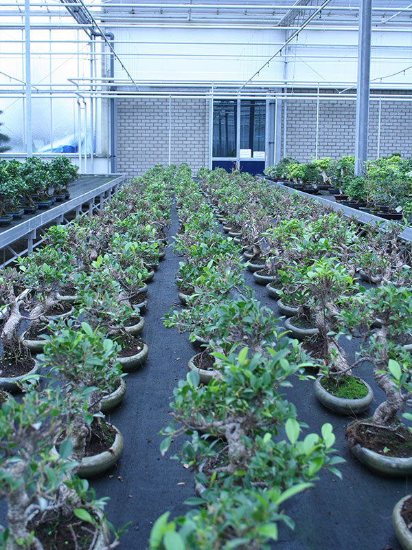 Bonsaï d'intérieur Ficus retusa, pot ovale vert 24 cm, hauteur ~ 40 cm