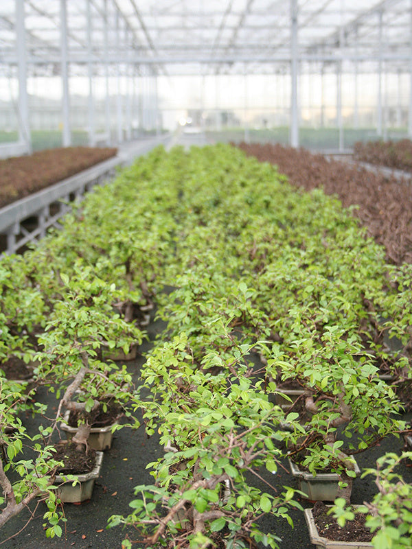 Bonsaï d'intérieur Zelkova, pot rectangulaire vert 15 cm, hauteur ~ 30 cm