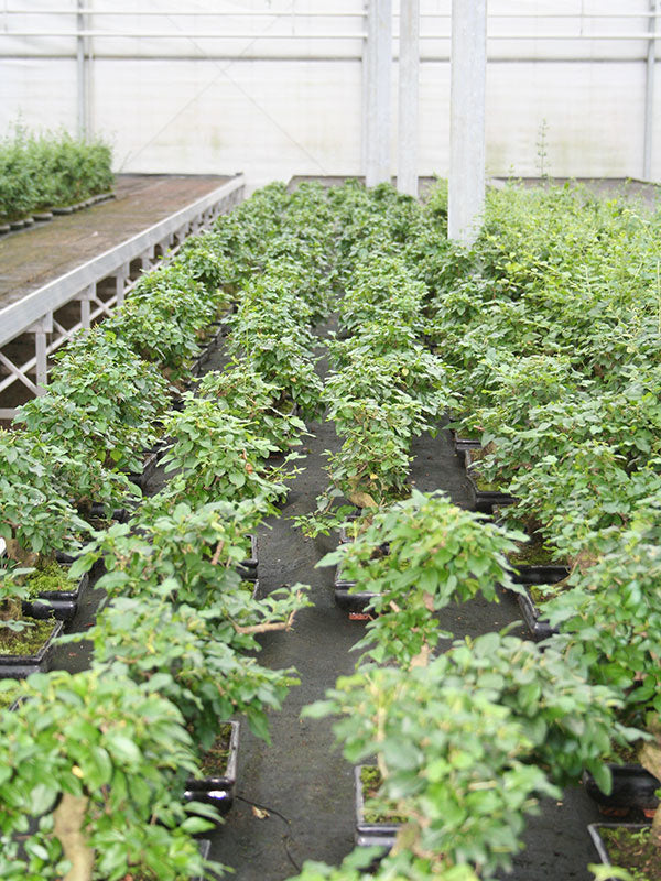 Bonsaï d'intérieur Ligustrum sinensis en forme, pot rectangulaire vert 20 cm, hauteur ~ 33 cm