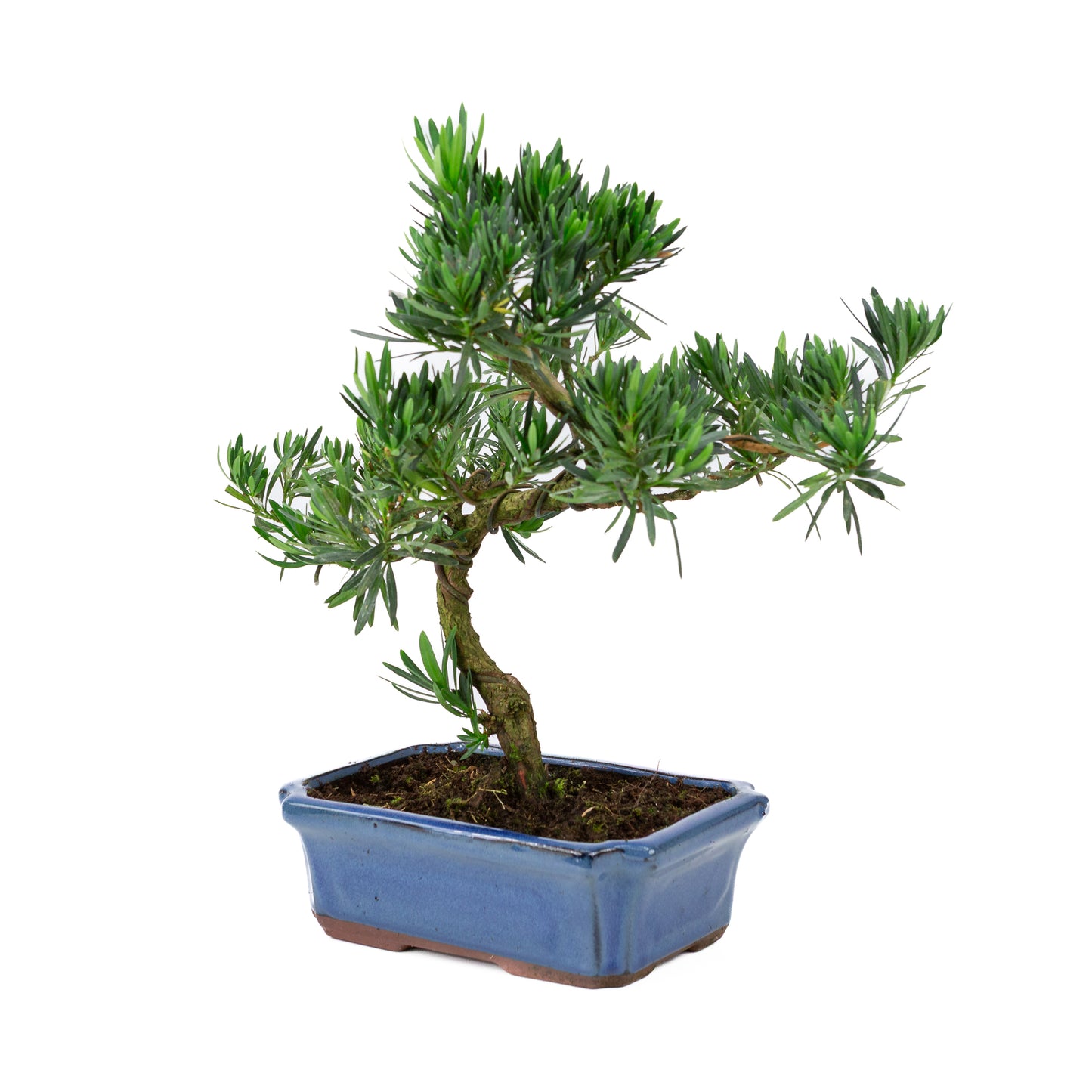 Podocarpus macrophylla pot bleu 24 cm, hauteur ~42 cm