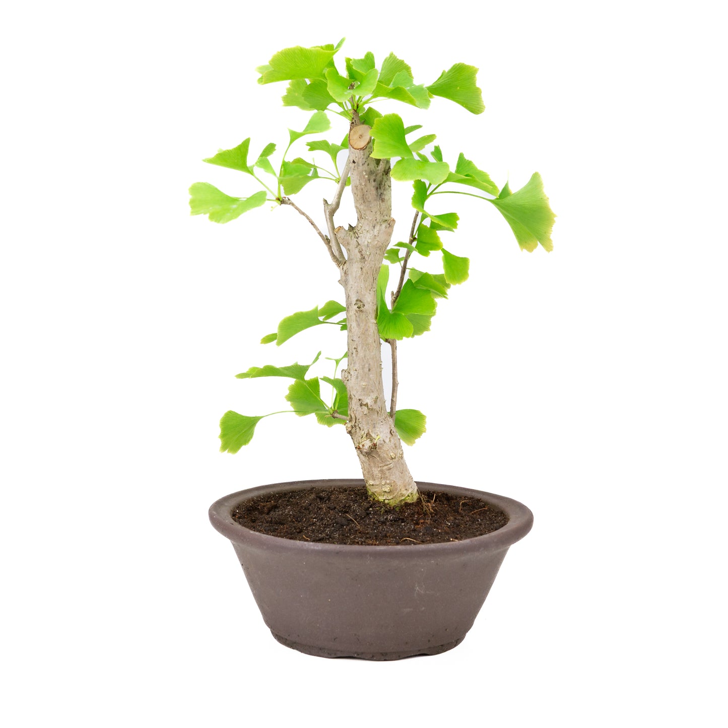 Ginkgo biloba pot rond brun 25 cm, hauteur ~46 cm