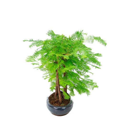 Metasequoia glyptostroboides groupe 5 pot ovale 30 cm, hauteur ~35 cm