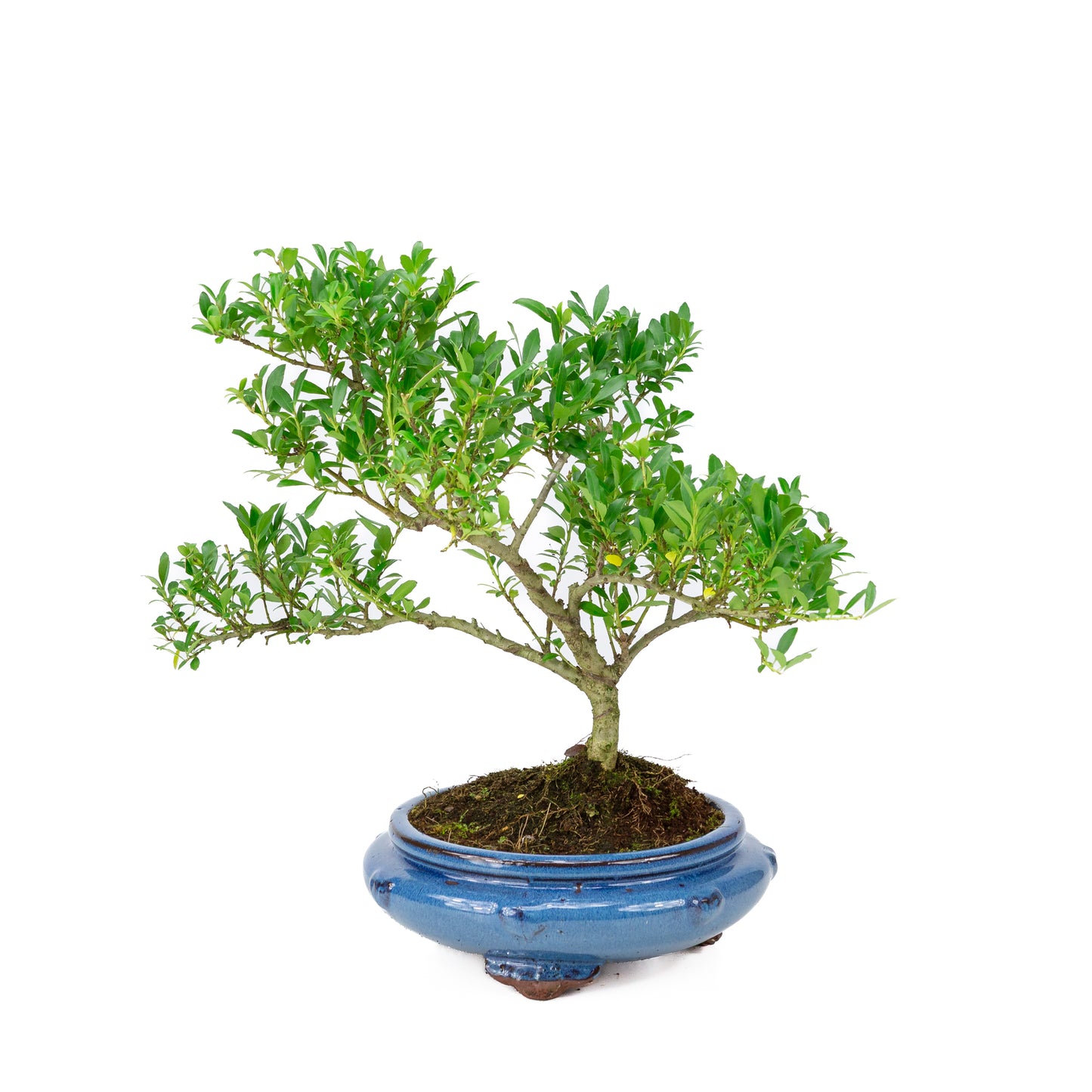 Ilex crenata pot rond bleu 23 cm, hauteur ~43 cm