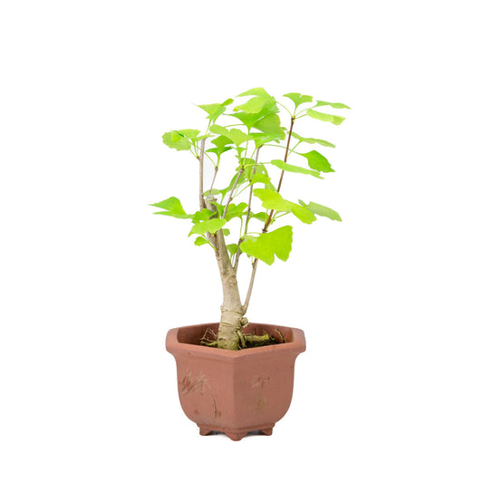 Ginkgo biloba pot hexagonal brun 15 cm, hauteur ~32 cm