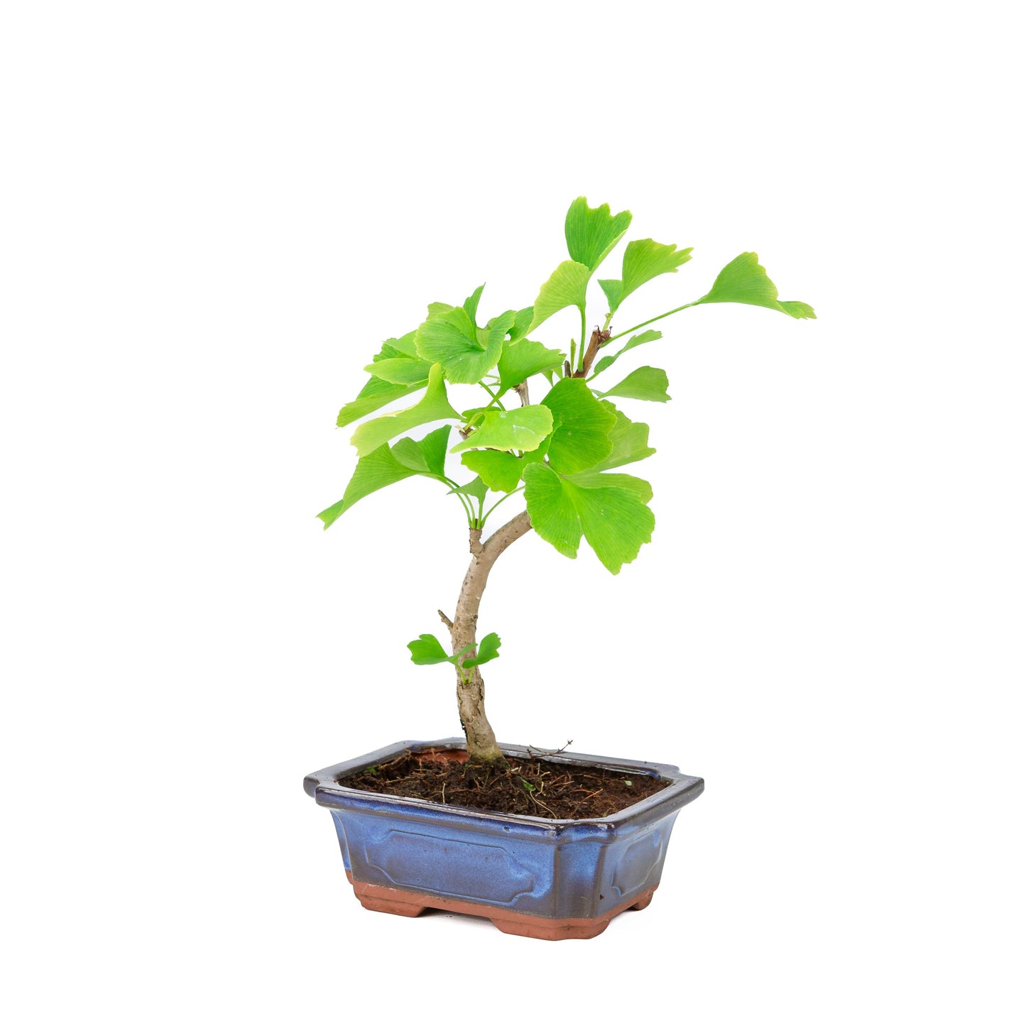 Ginkgo biloba pot rectangulaire bleu 18 cm, hauteur ~35 cm