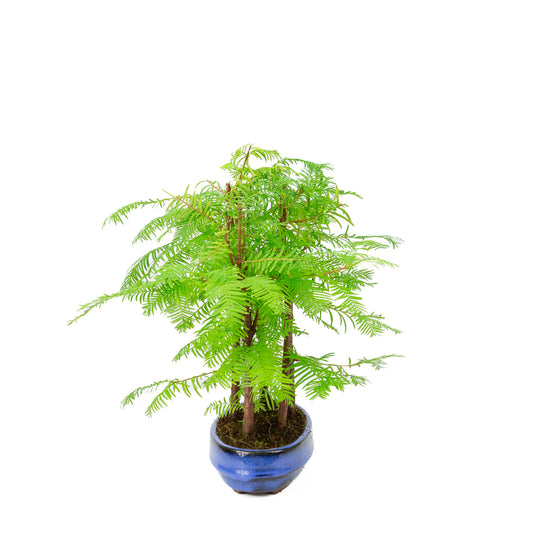 Metasequoia glyptostroboides groupe 5 pot ovale 22 cm, hauteur ~33 cm