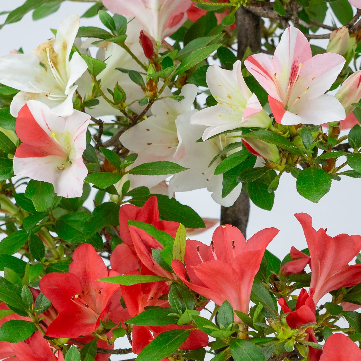 Rhododendron indicum 'Yume Monogatari' (satsuki azalea), hoogte ~62cm