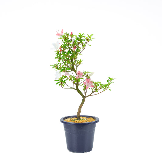 Rhododendron indicum 'Yubi no Kagayaki' (azalée satsuki), hauteur ~56cm