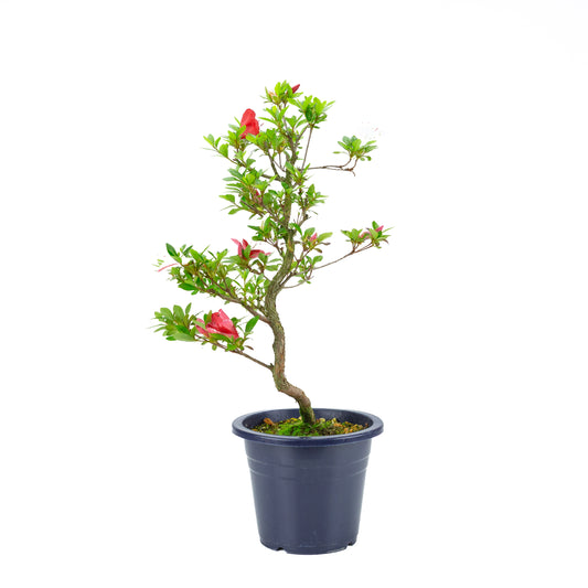 Rhododendron indicum 'Kangiten' (azalée satsuki), hauteur ~56cm