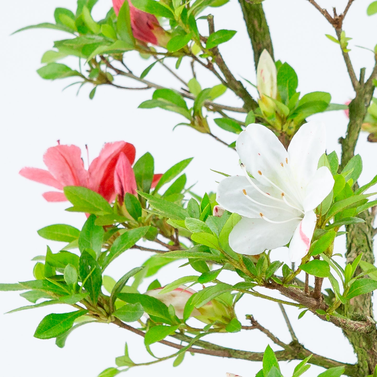 Rhododendron indicum 'Kangiten' (satsuki azalea), hoogte ~56cm