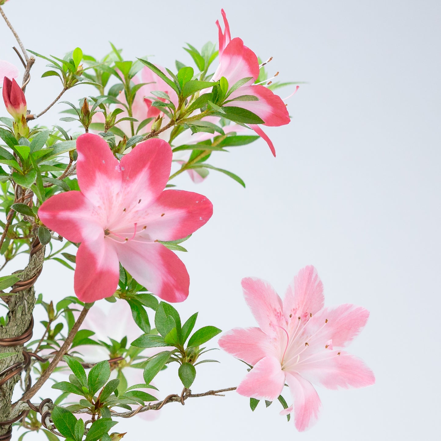 Rhododendron indicum 'Hatsukoi' (azalée satsuki), hauteur ~62cm