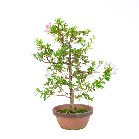 Rhododendron indicum 'Hatsukoi' (azalée satsuki), hauteur ~56cm