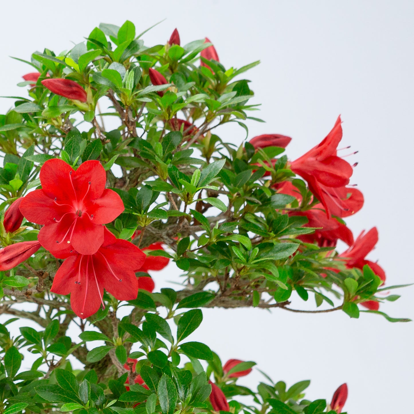 Rhododendron indicum 'Suzakuhime' (satsuki azalea), hoogte ~46cm