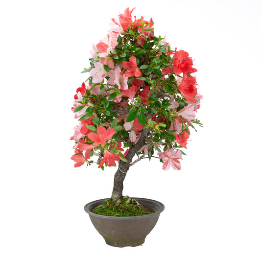 Rhododendron indicum 'Yumekoyo' (azalée satsuki), hauteur ~62cm