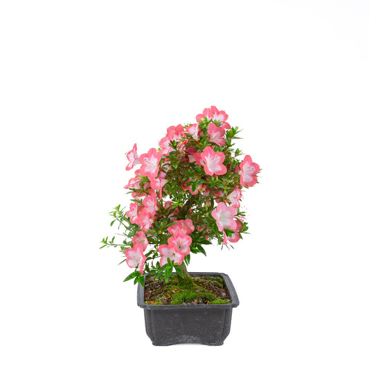 Rhododendron indicum 'Sakura' (azalée satsuki), hauteur ~44cm