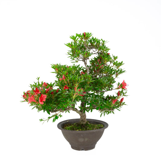 Rhododendron indicum 'Kinka' (azalée satsuki), hauteur ~53cm