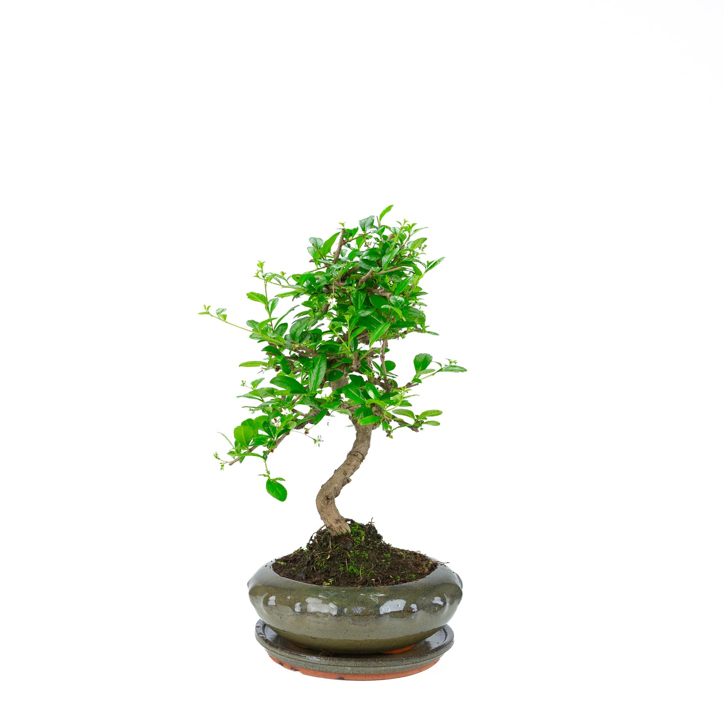 Carmona Bonsai (Fukien Thee) in groene ronde pot 21cm, hoogte ~40cm