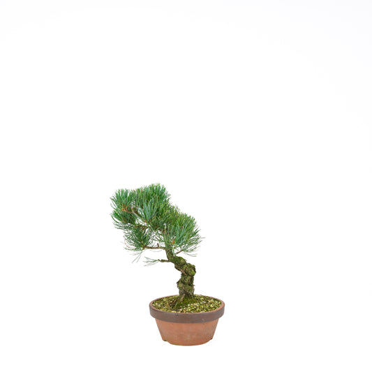Pinus parviflora (pin blanc), hauteur ~30 cm