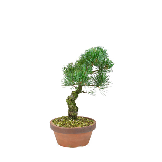 Pinus parviflora (pin blanc), hauteur ~30 cm