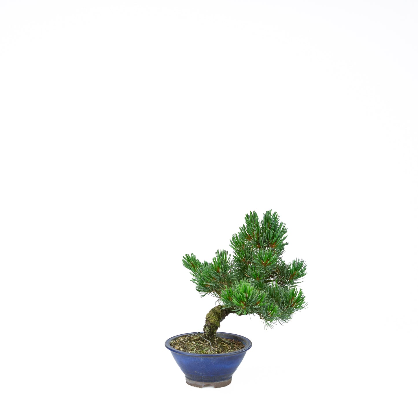 Pinus parviflora (pin blanc), hauteur ~31 cm