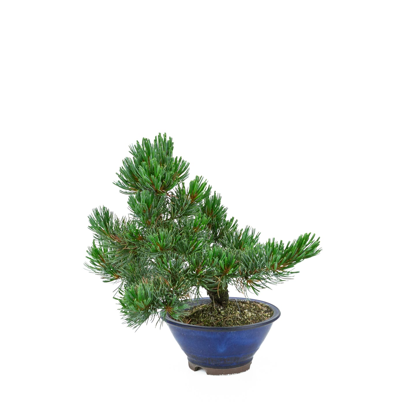 Pinus parviflora (pin blanc), hauteur ~31 cm