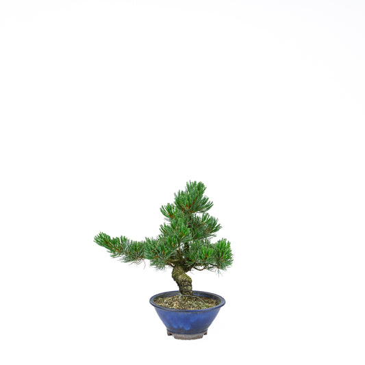 Pinus parviflora (pin blanc), hauteur ~31 cm