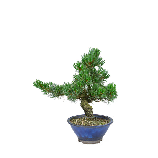Pinus parviflora (pin blanc), hauteur ~31 cm