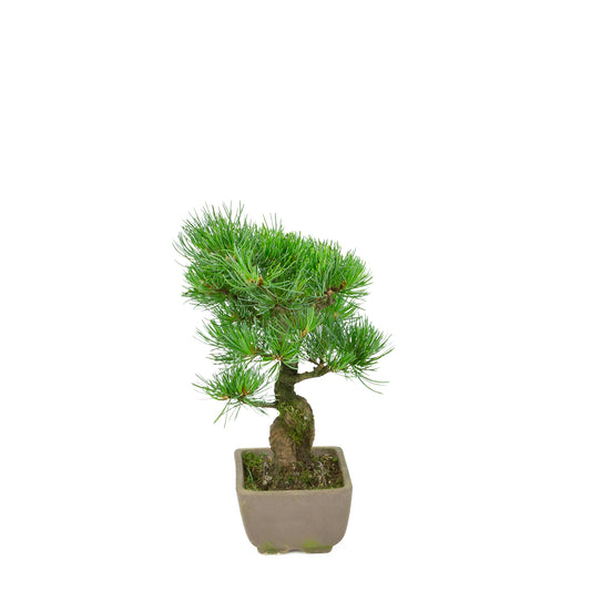 Pinus parviflora (pin blanc du Japon), hauteur ~24 cm
