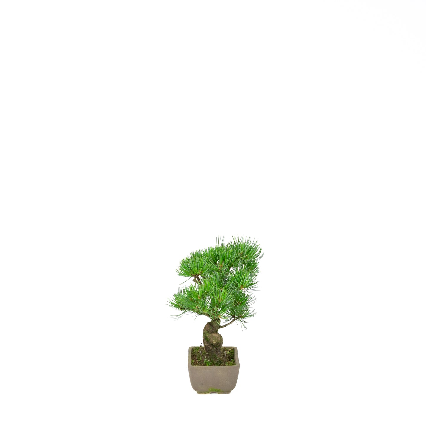 Pinus parviflora (pin blanc du Japon), hauteur ~24 cm
