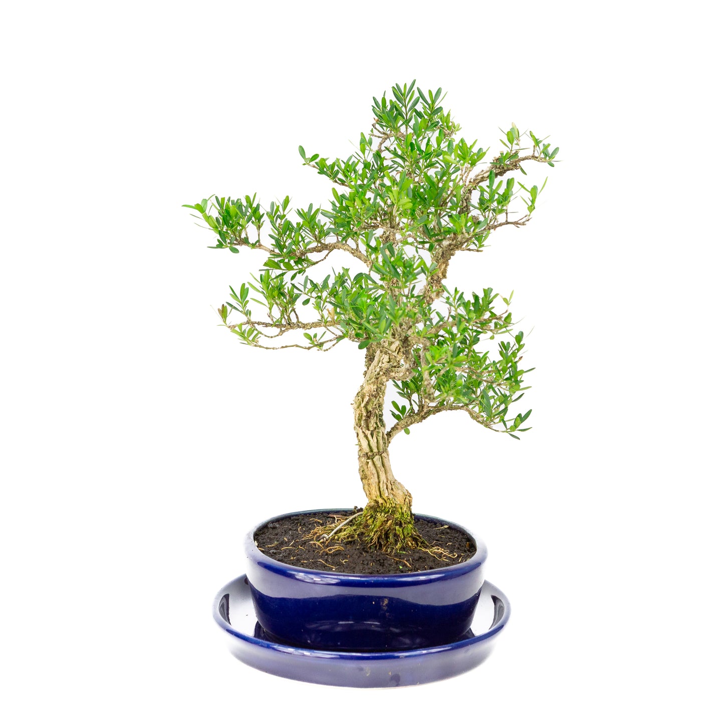 Buxus harlandii Bonsaï dans un pot bleu 21 cm, hauteur ~36 cm