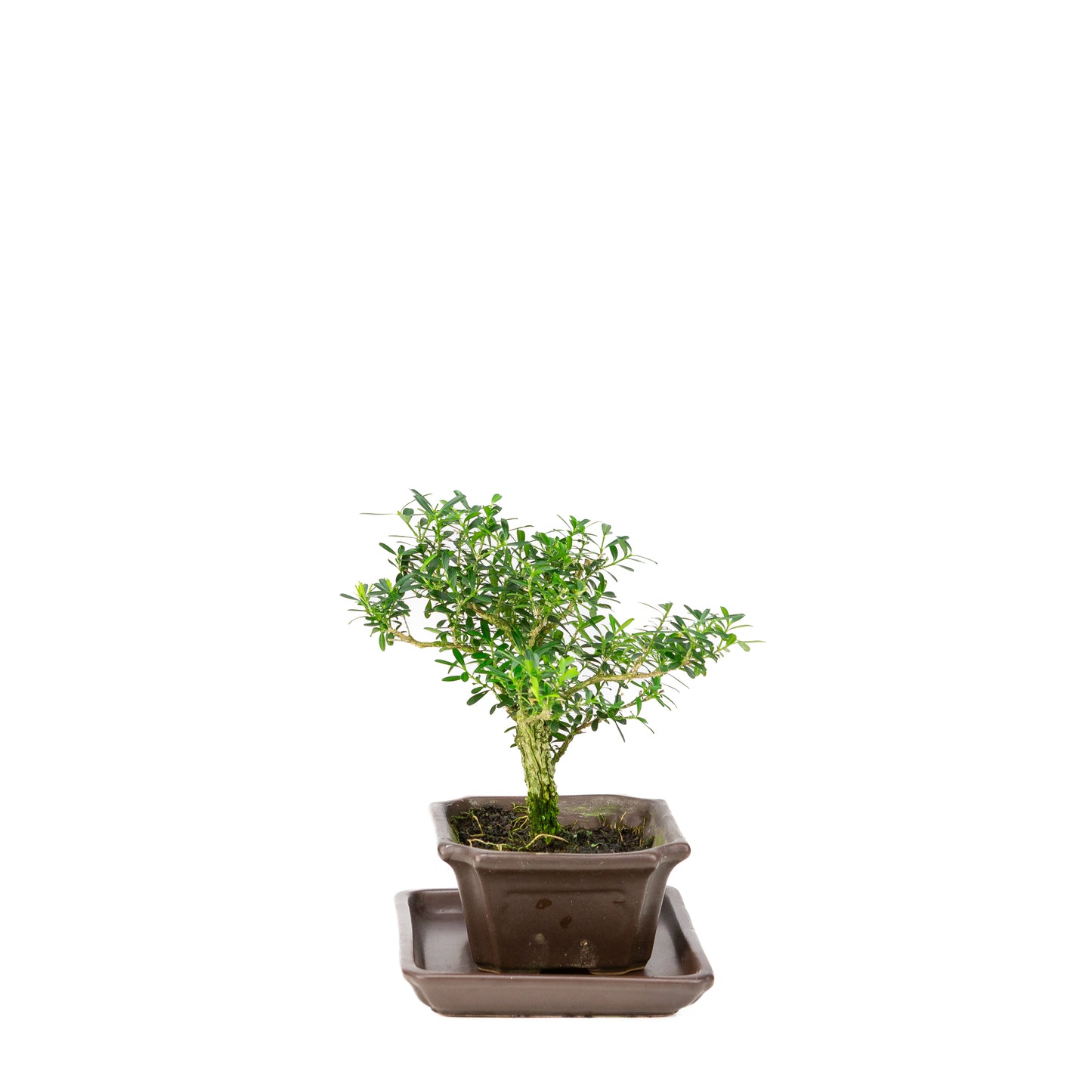 Buxus harlandii Bonsaï dans un pot bleu 13 cm, hauteur ~21 cm