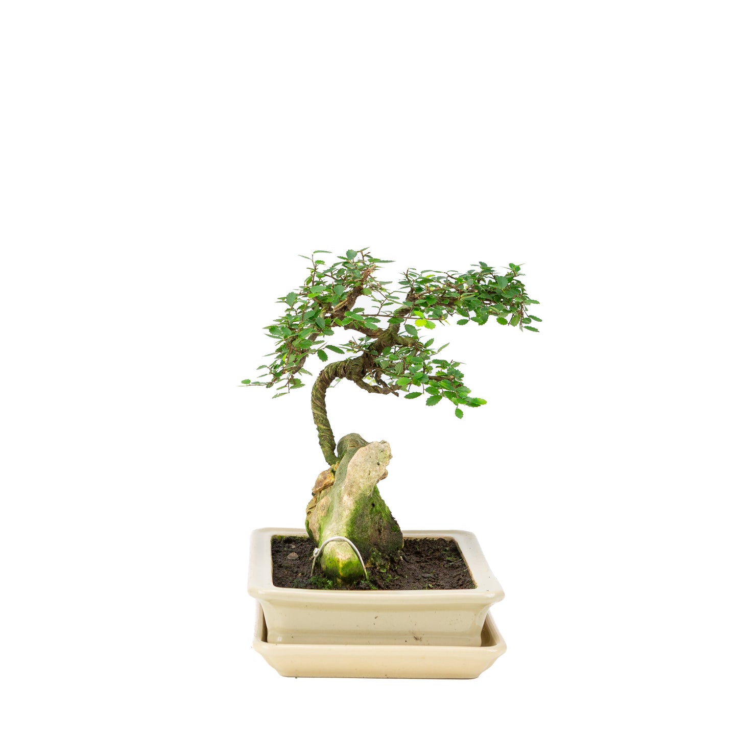 Bonsaï Zelkova avec pierre dans un pot crème 21 cm, hauteur ~26 cm