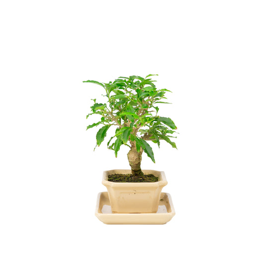 Bougainvillea glabra Bonsaï en pot crème 14 cm, hauteur ~24 cm