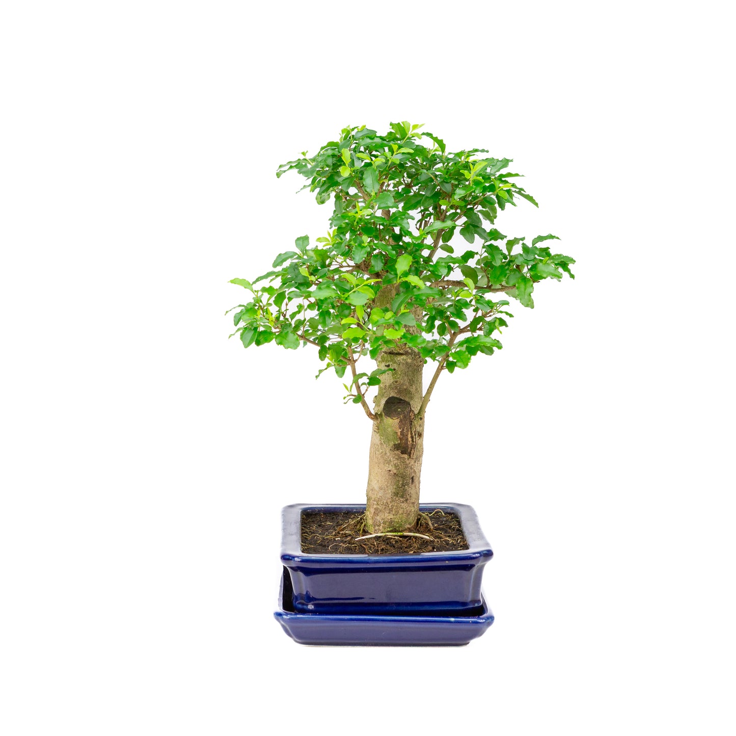 Ligustrum ovalifolium Bonsaï en pot bleu 16 cm, hauteur ~31 cm