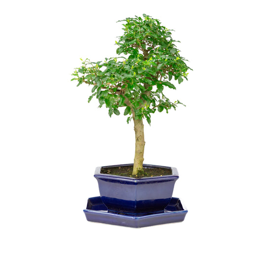 Ligustrum ovalifolium Bonsaï dans un pot bleu 18 cm, hauteur ~37 cm
