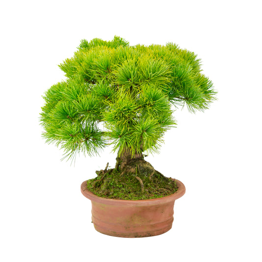 Pinus parviflora pot ovale non émaillé 27 cm, hauteur ~39 cm