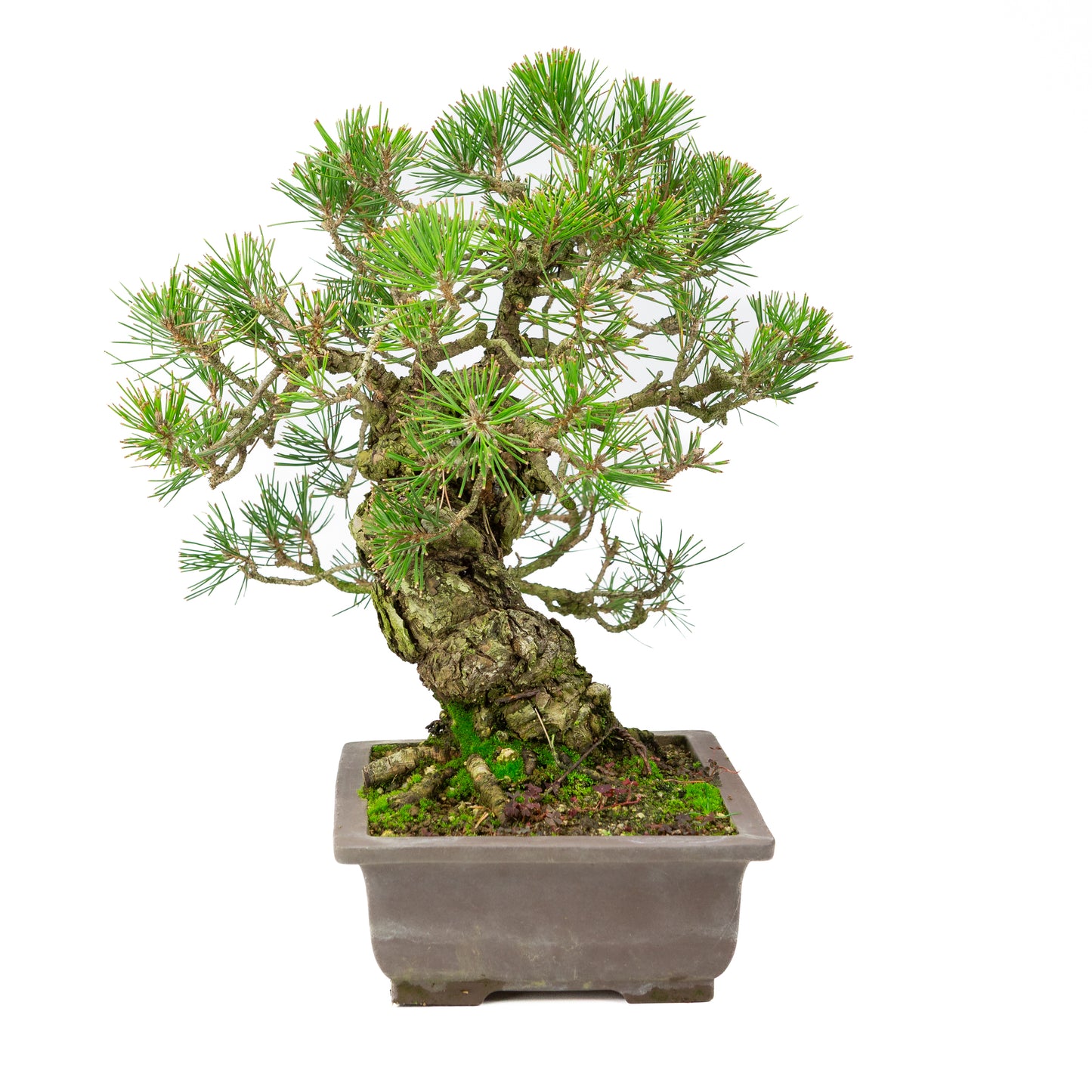 Pinus thunbergii pot non émaillé 28 cm, hauteur ~44 cm