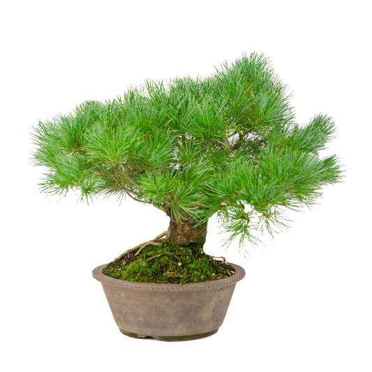 Pinus parviflora pot rond non émaillé 21 cm, hauteur ~38 cm