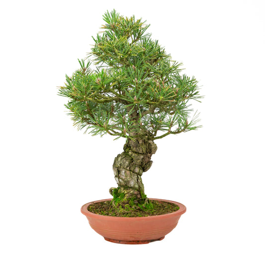 Pinus thunbergii pot non émaillé 25m, hauteur ~52cm