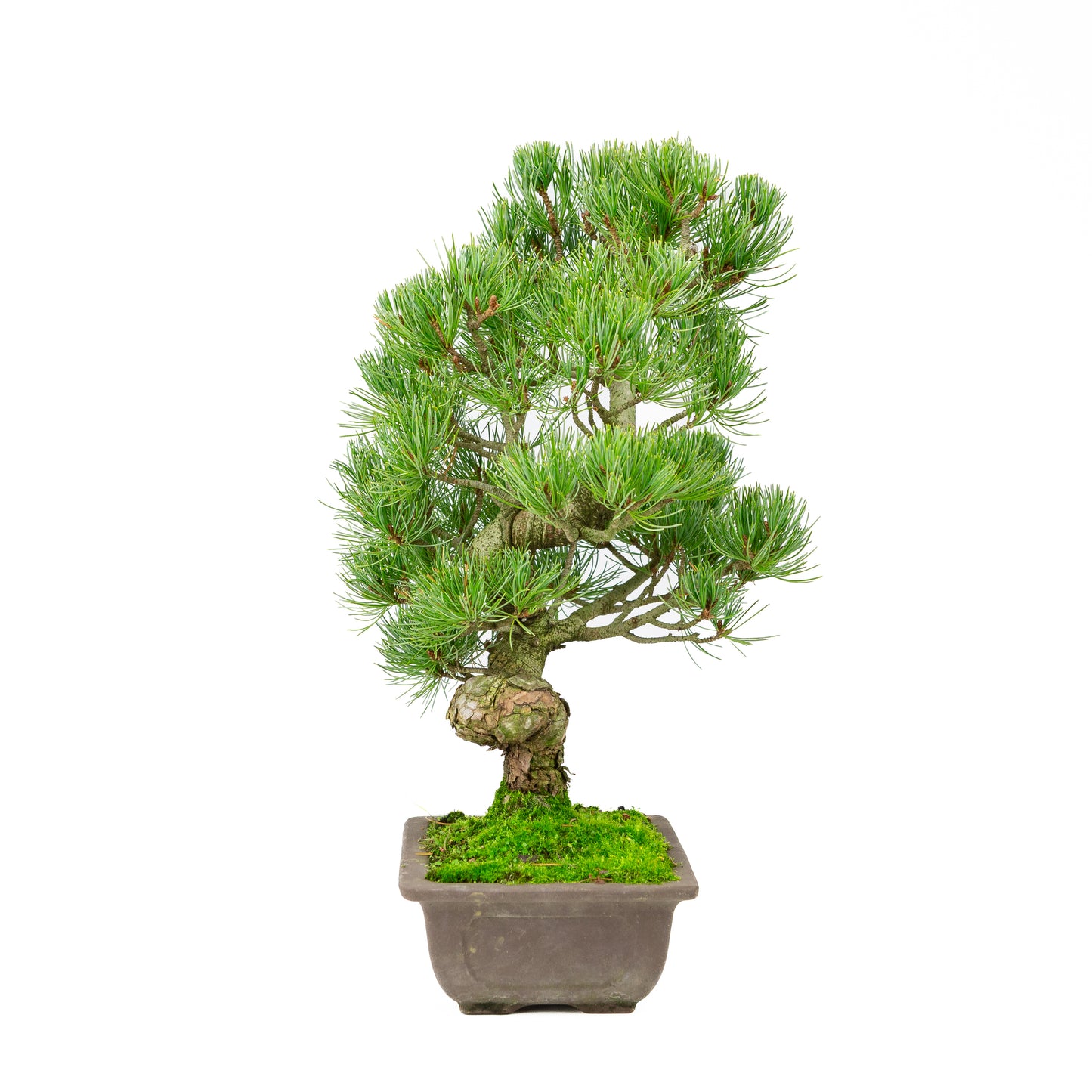 Pinus parviflora pot rectangulaire non émaillé 20 cm, hauteur ~44 cm