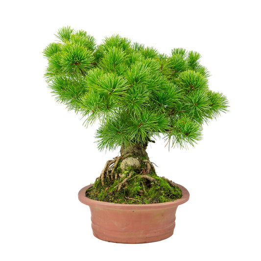 Pinus parviflora pot ovale non émaillé 26 cm, hauteur ~37 cm