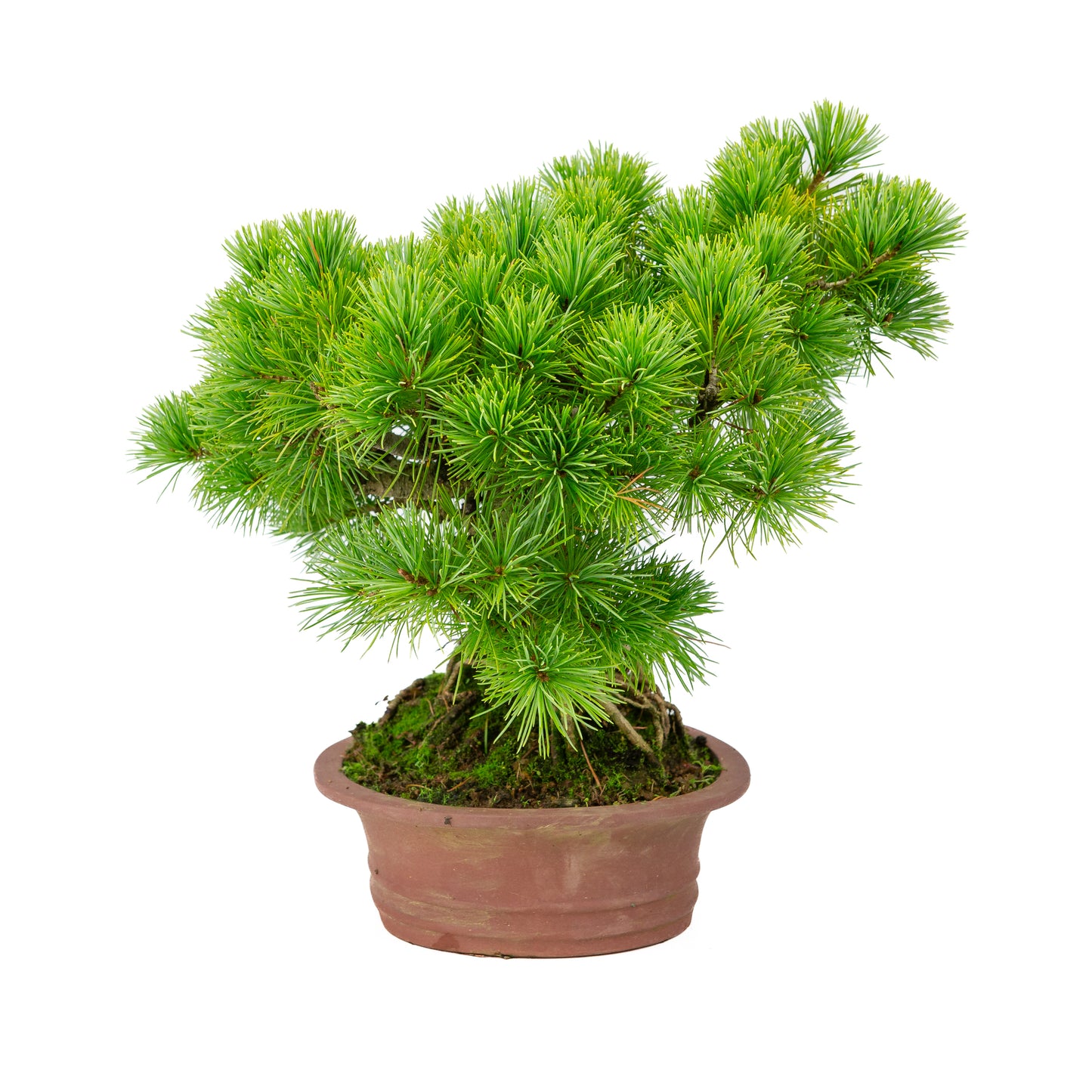 Pinus parviflora pot ovale non émaillé 26 cm, hauteur ~37 cm