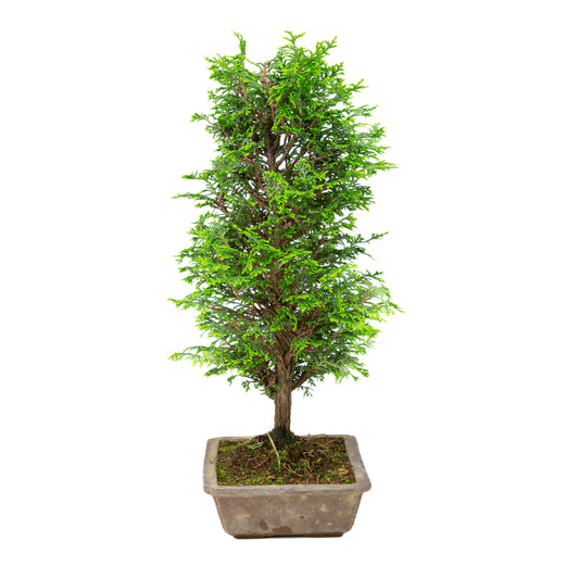 Chamaecyparis obtusa pot non émaillé 27 cm, hauteur ~43 cm