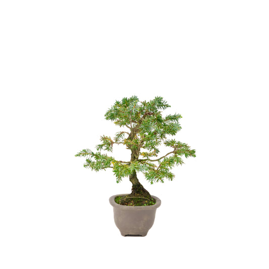 Juniperus rigida pot non émaillé 18 cm, hauteur ~24 cm